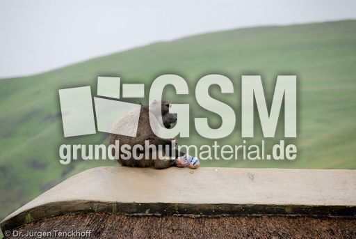 Tschakma Pavian (30 von 48).jpg